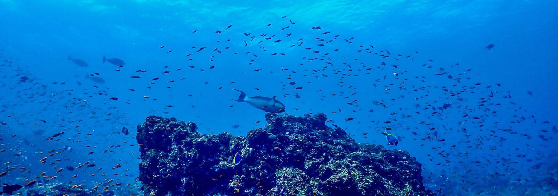 Scuba diving courses and SSI certification in northern Okinawa, Japan