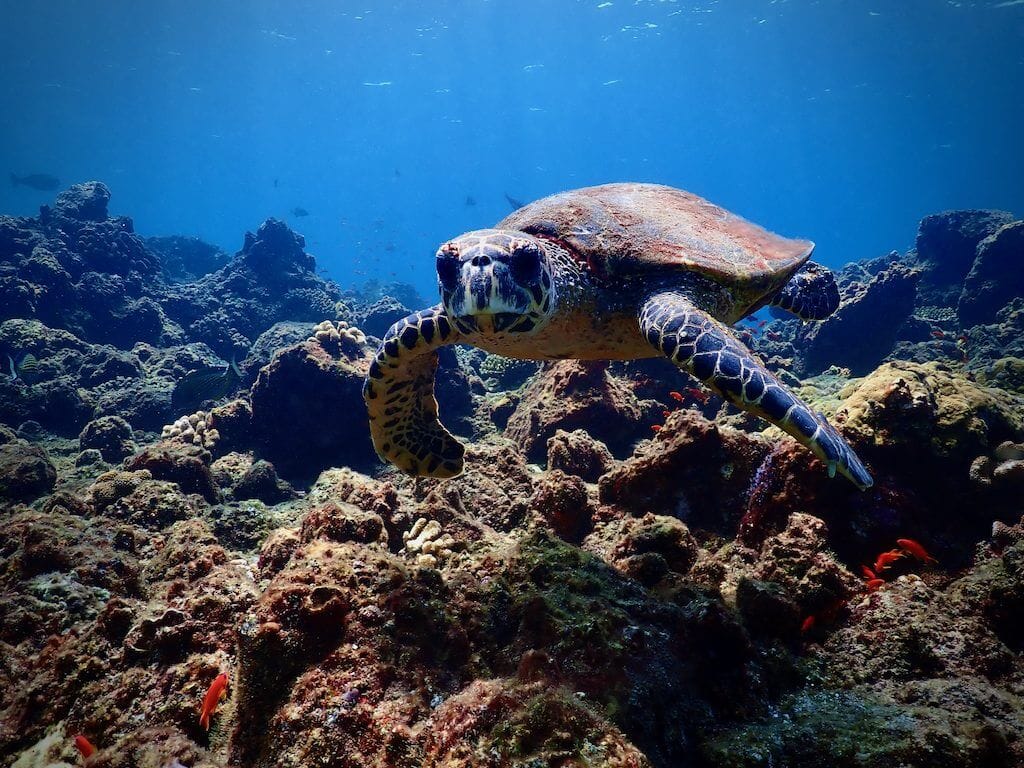 Sea turtle scuba diving in northern Okinawa
