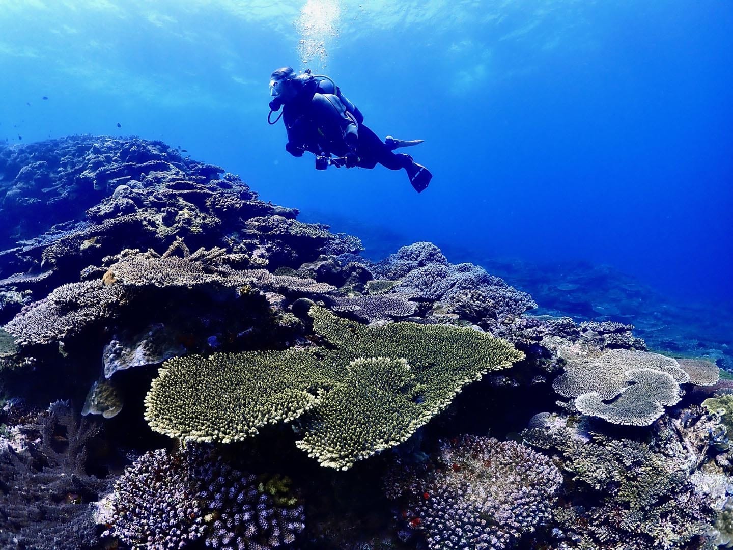 Fun dive for certified divers in northern Okinawa