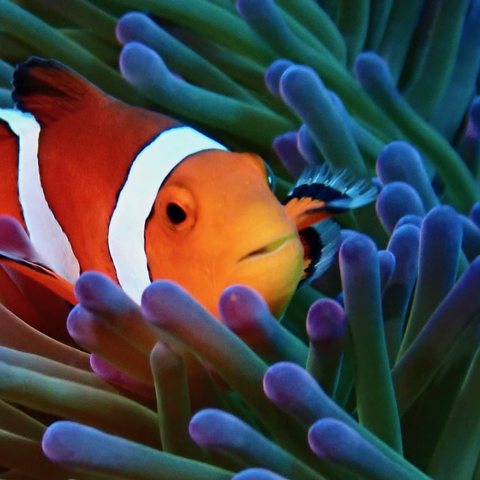 Clownfish in an anemone on a dive site in northern Okinawa