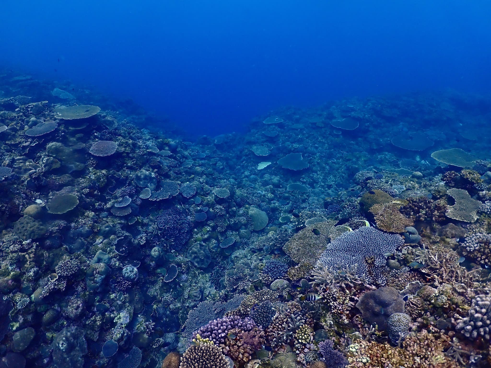 A wide coral reef panorama in northern Okinawa, visible from the surface on a calm day