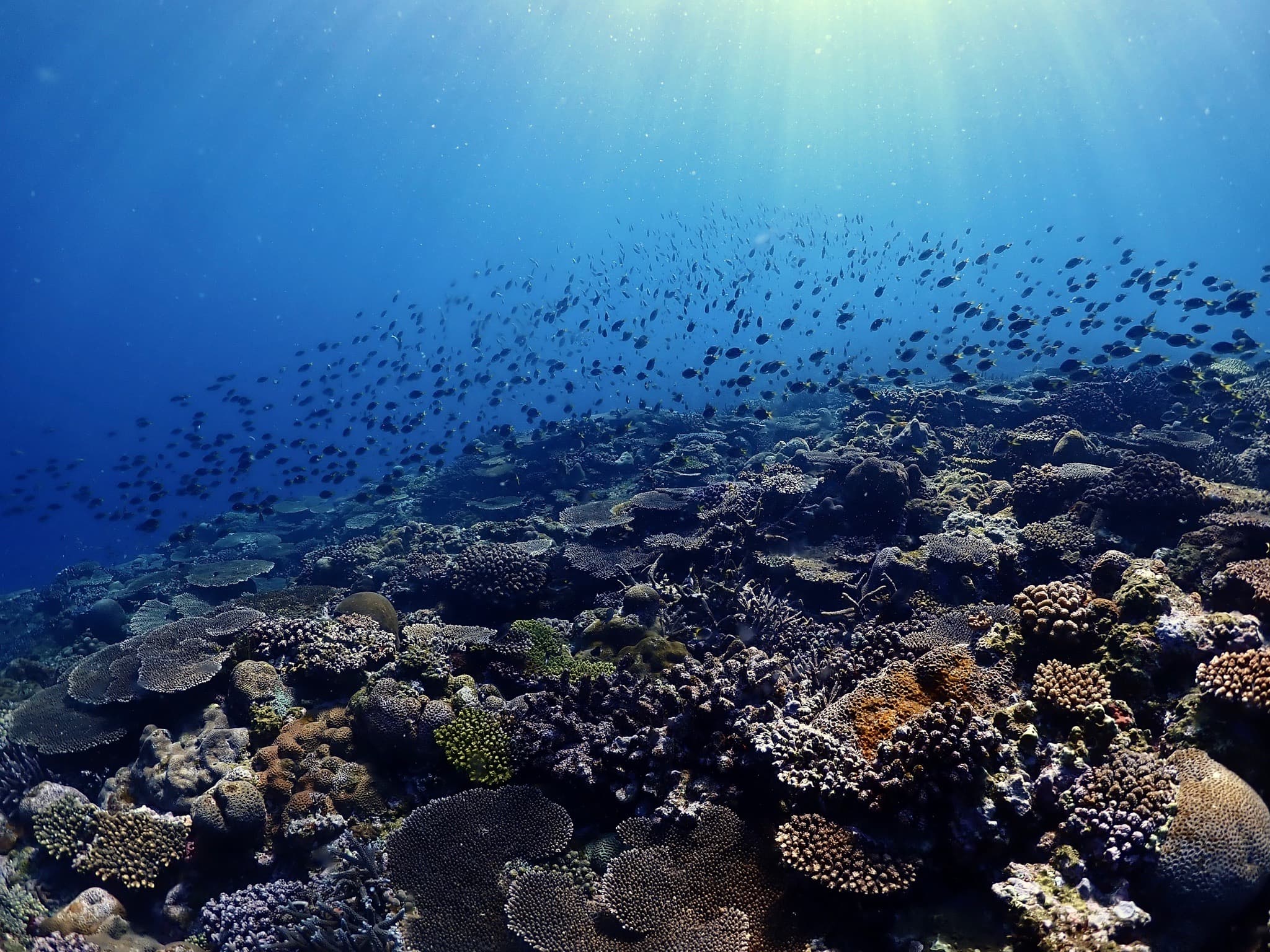 Sunbeams over a shallow coral reef full of fish in northern Okinawa, seen on a guided snorkeling tour