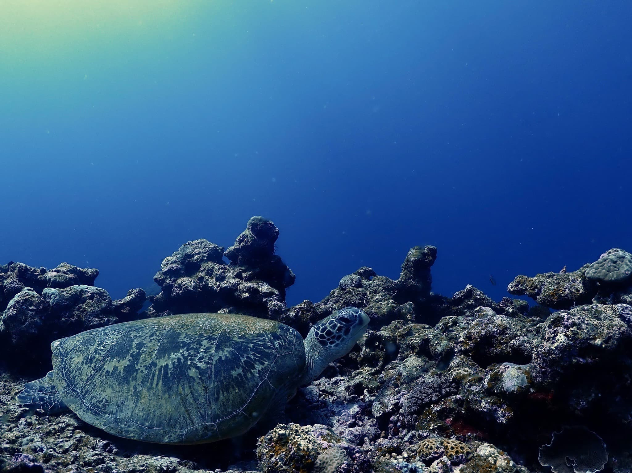 A green sea turtle resting on the reef in northern Okinawa, seen while snorkeling with our dive center