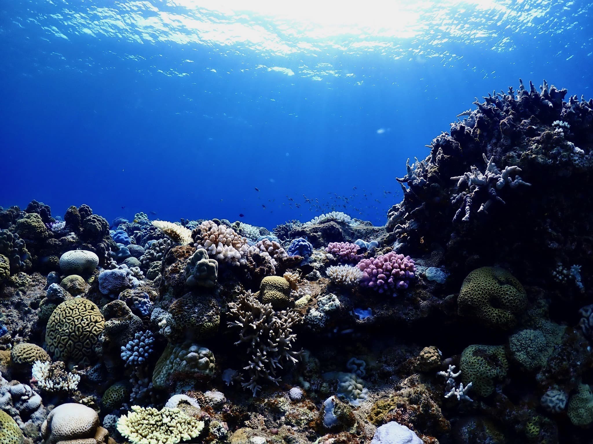 A shallow coral garden in clear water in northern Okinawa, typical of our guided snorkeling sites