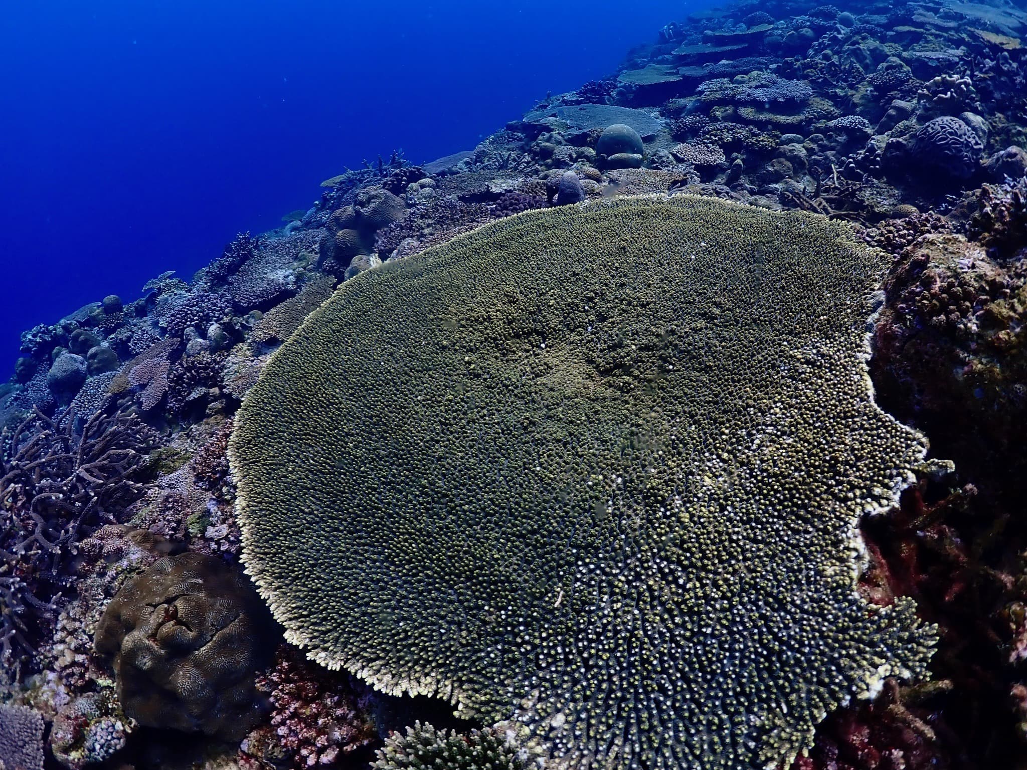 A large table coral on the reef edge in northern Okinawa