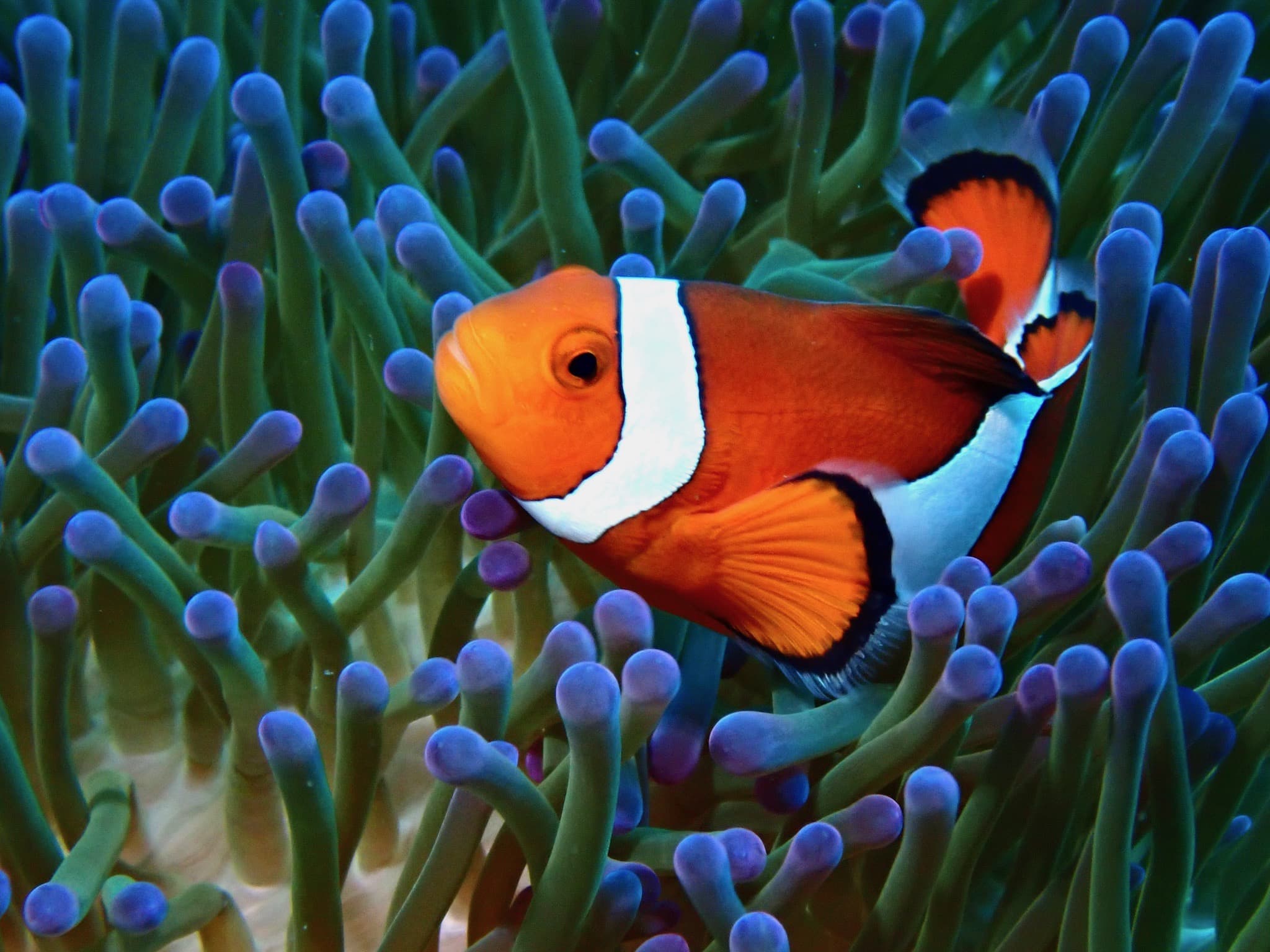 Clownfish in an anemone on a reef in northern Okinawa, seen on a Discover Scuba dive with our dive center