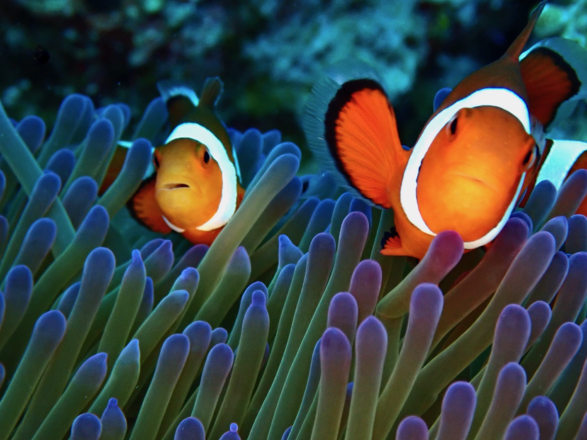 A pair of clownfish sheltering in anemone tentacles on a northern Okinawa reef