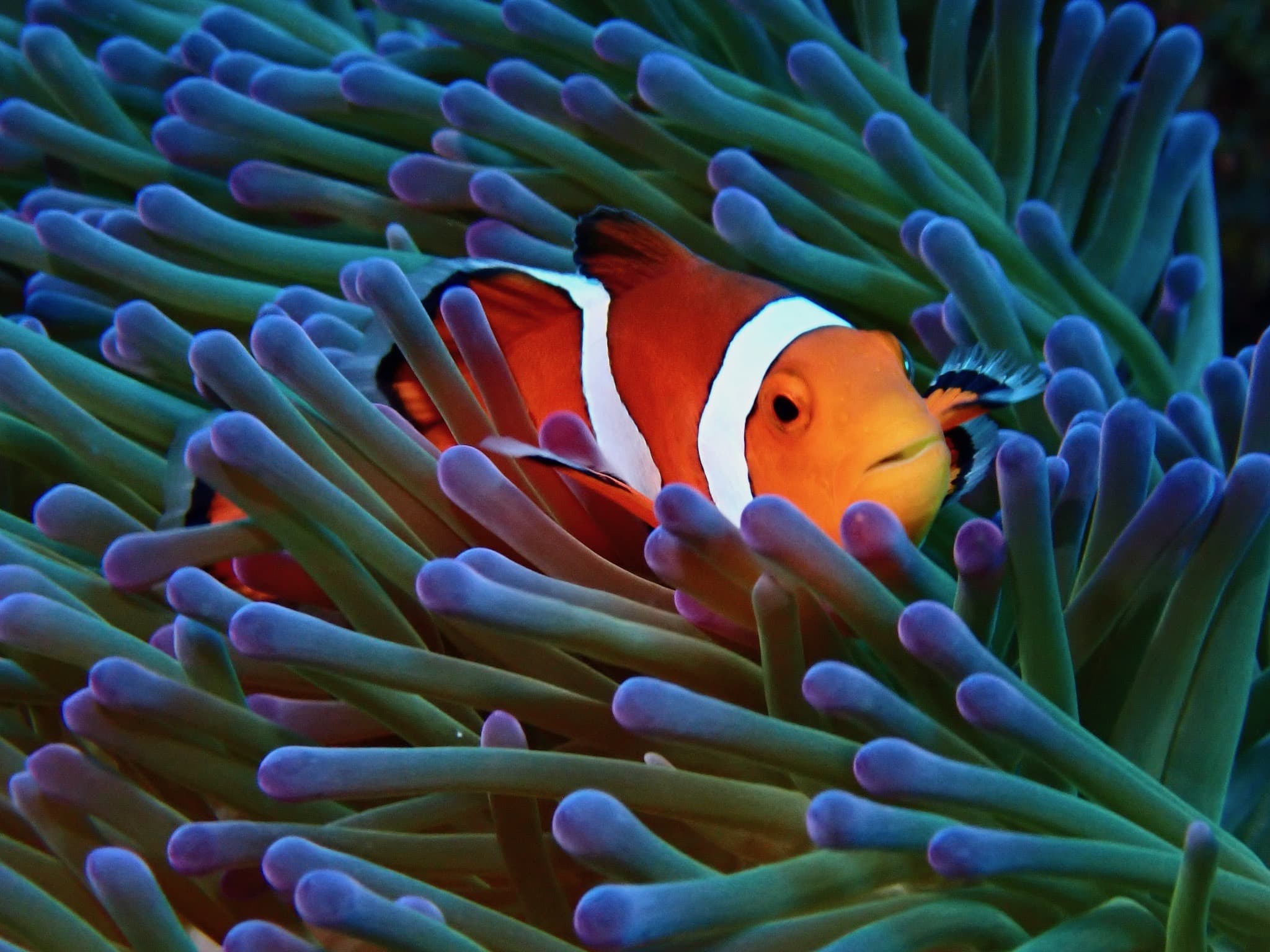 Clownfish among purple-tipped anemone on a shallow coral reef in northern Okinawa
