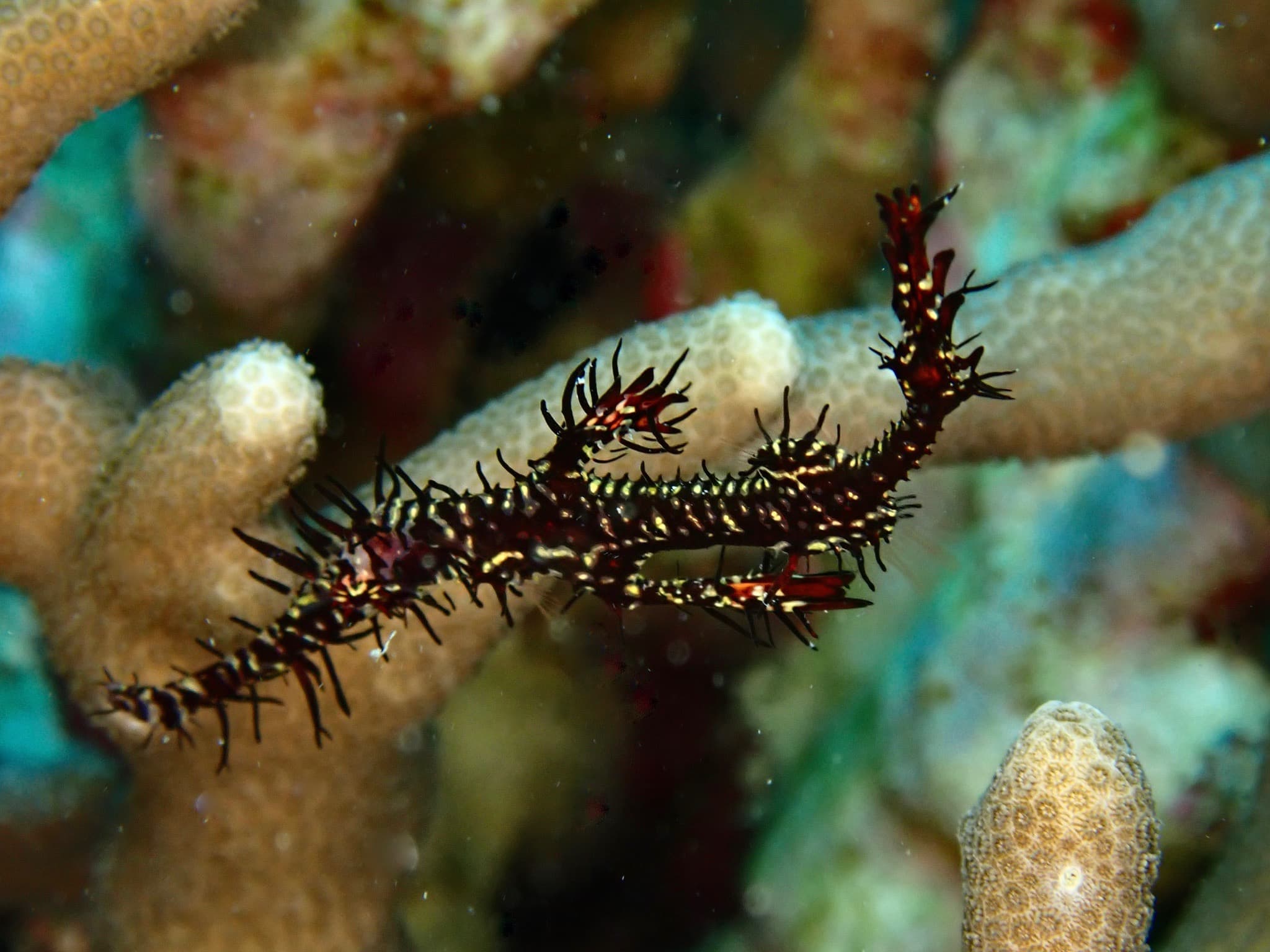 An ornate ghost pipefish among coral branches in northern Okinawa, a find our guides look out for