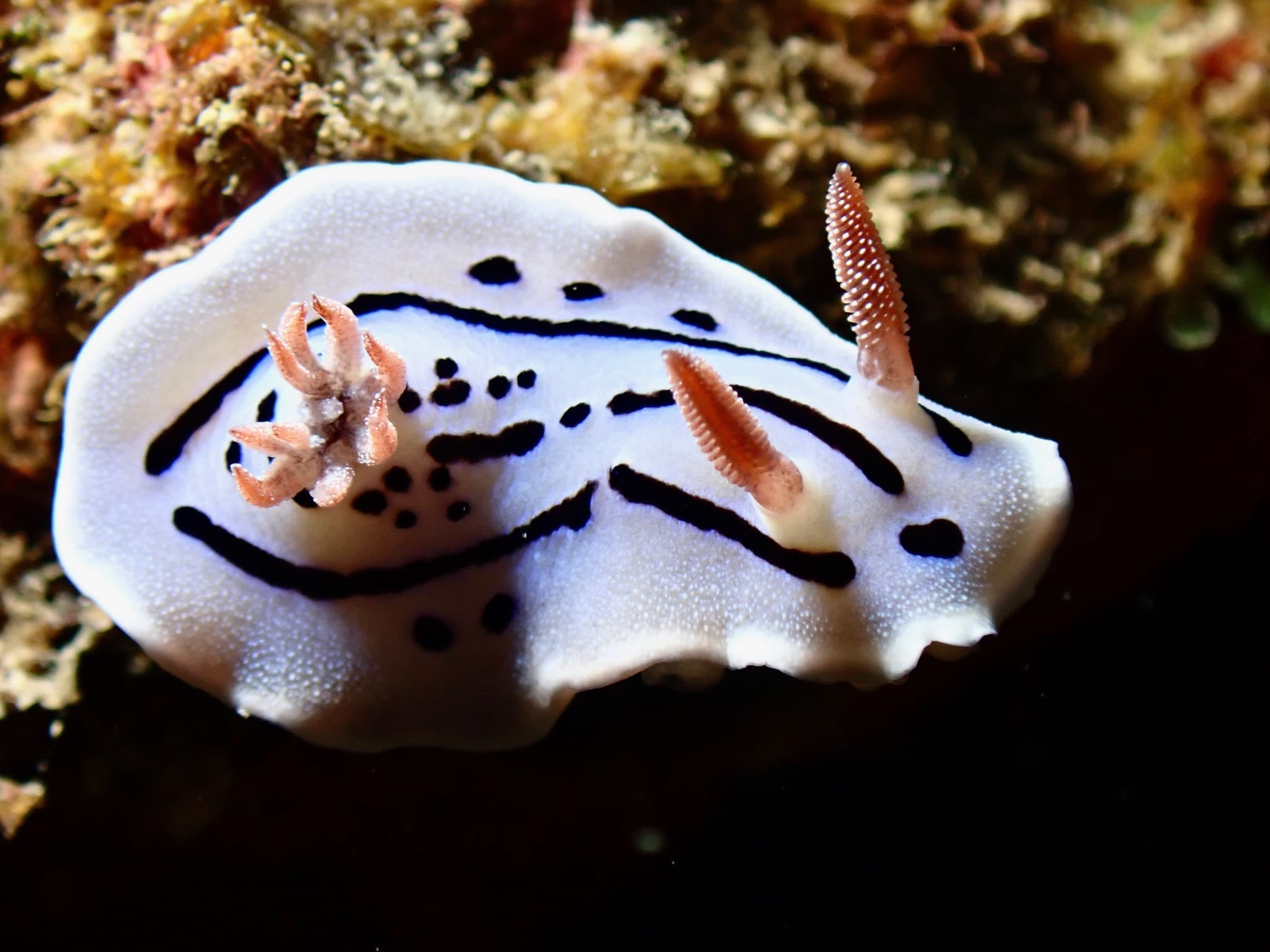 A white nudibranch with black markings on the reef in northern Okinawa, the kind of macro life our guides point out on a first dive