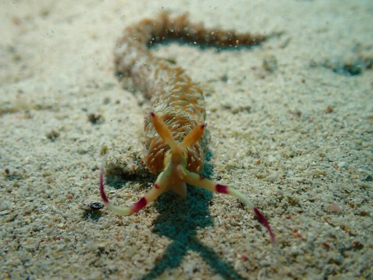 Scuba diver taking underwater photos in Okinawa Japan