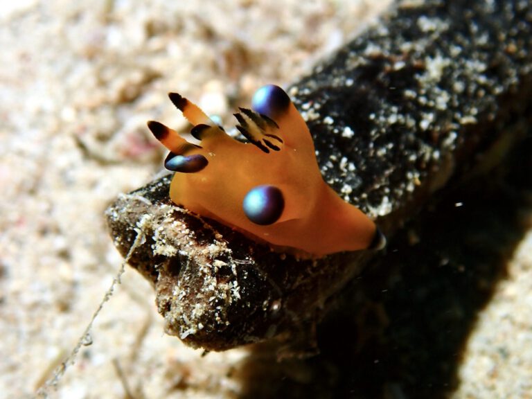 Colorful nudibranch sea slug spotted while diving in Okinawa