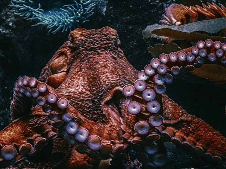 Octopus encountered while scuba diving in Okinawa Japan