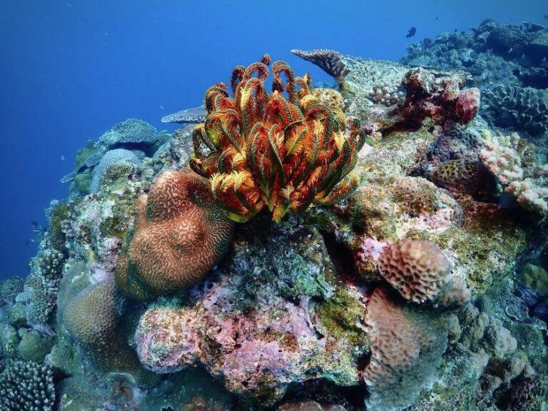 Students completing an open water scuba diving course in Okinawa
