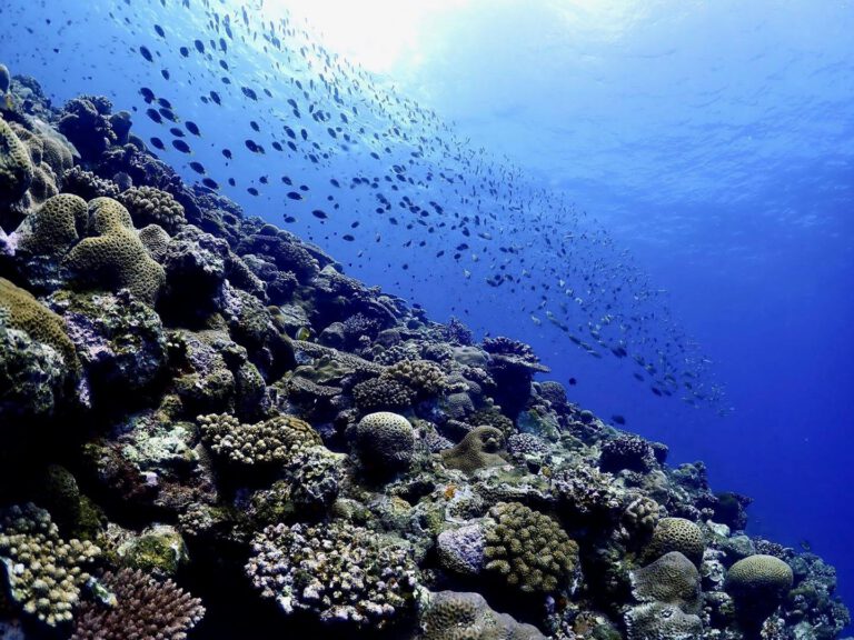 Coral wall at a northern Okinawa dive site with Bubble Addict