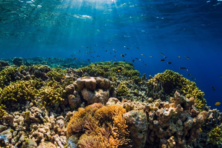 Tropical fish swimming around a coral reef in Okinawa Japan