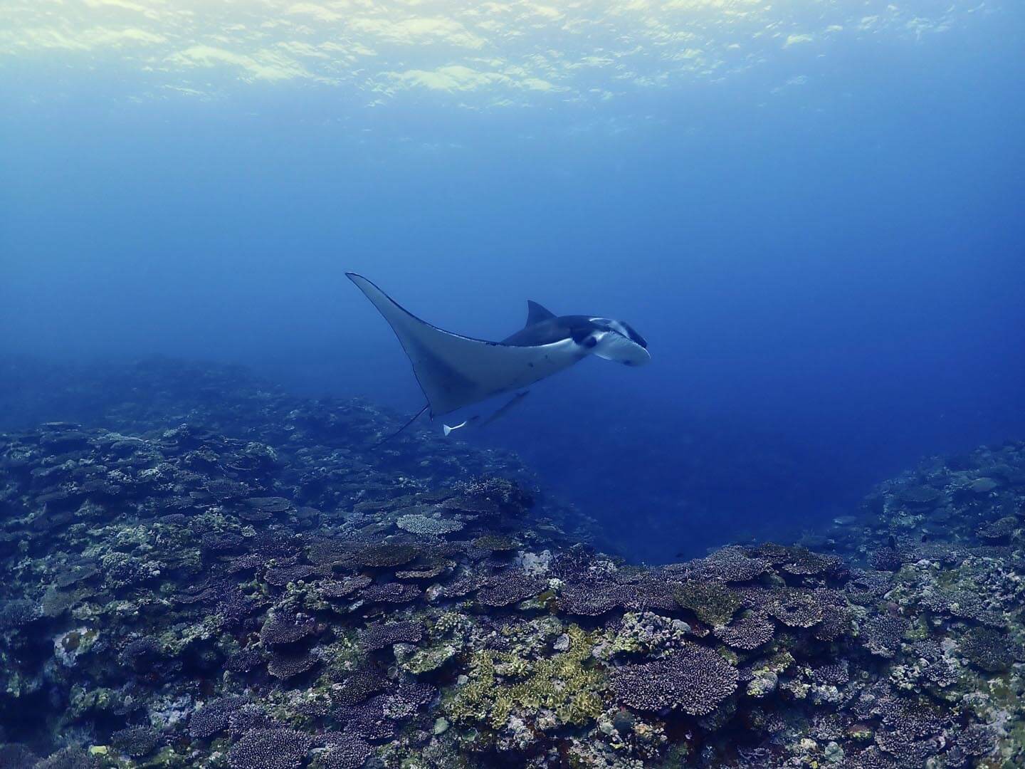 Manta Ray In Ishigaki Island